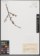 Foto von Salix L.